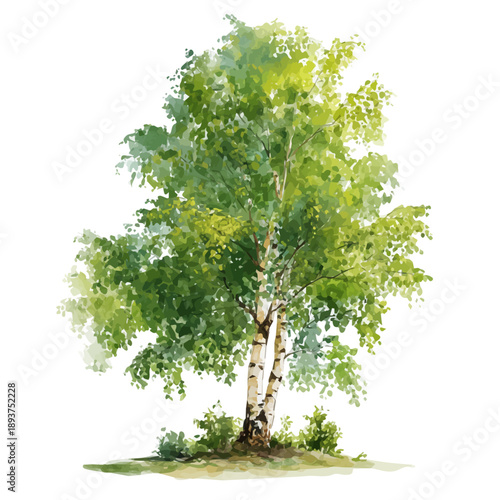 Birch Tree watercolor vector, hand-painted style, high-quality illustration isolated on white background.