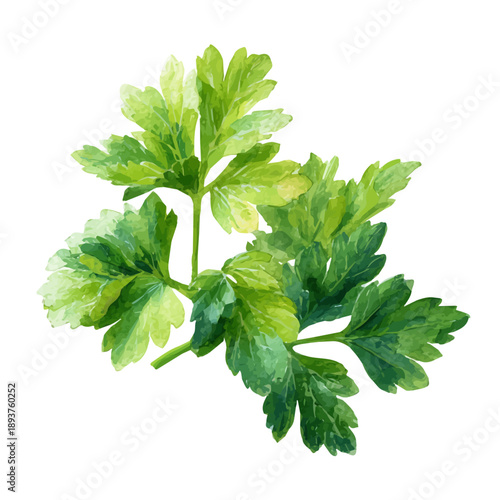 Watercolor Parsley vector, artistic painting style, high-resolution illustration on a pure white background.