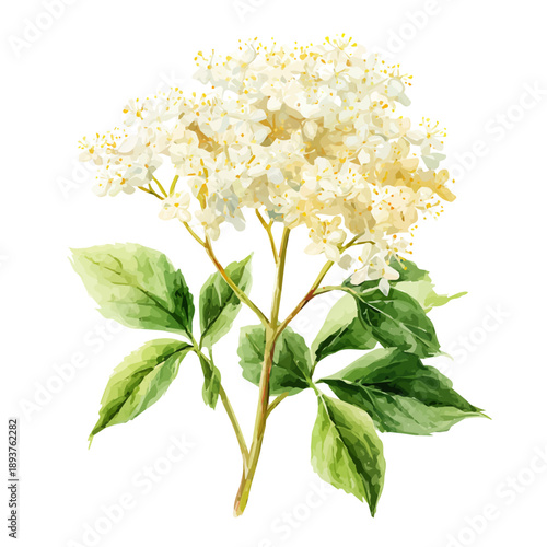Watercolor painting of Elder Flower, detailed and artistic vector illustration on a white background.