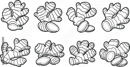 Hand drawn ginger root illustration set, black and white line art botanical sketch, isolated spice ingredient collection for packaging, branding, food design, and educational use
