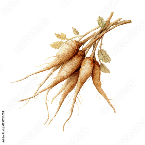 Konstfotografi Watercolor painting of Burdock Root, detailed and artistic vector illustration on a white background