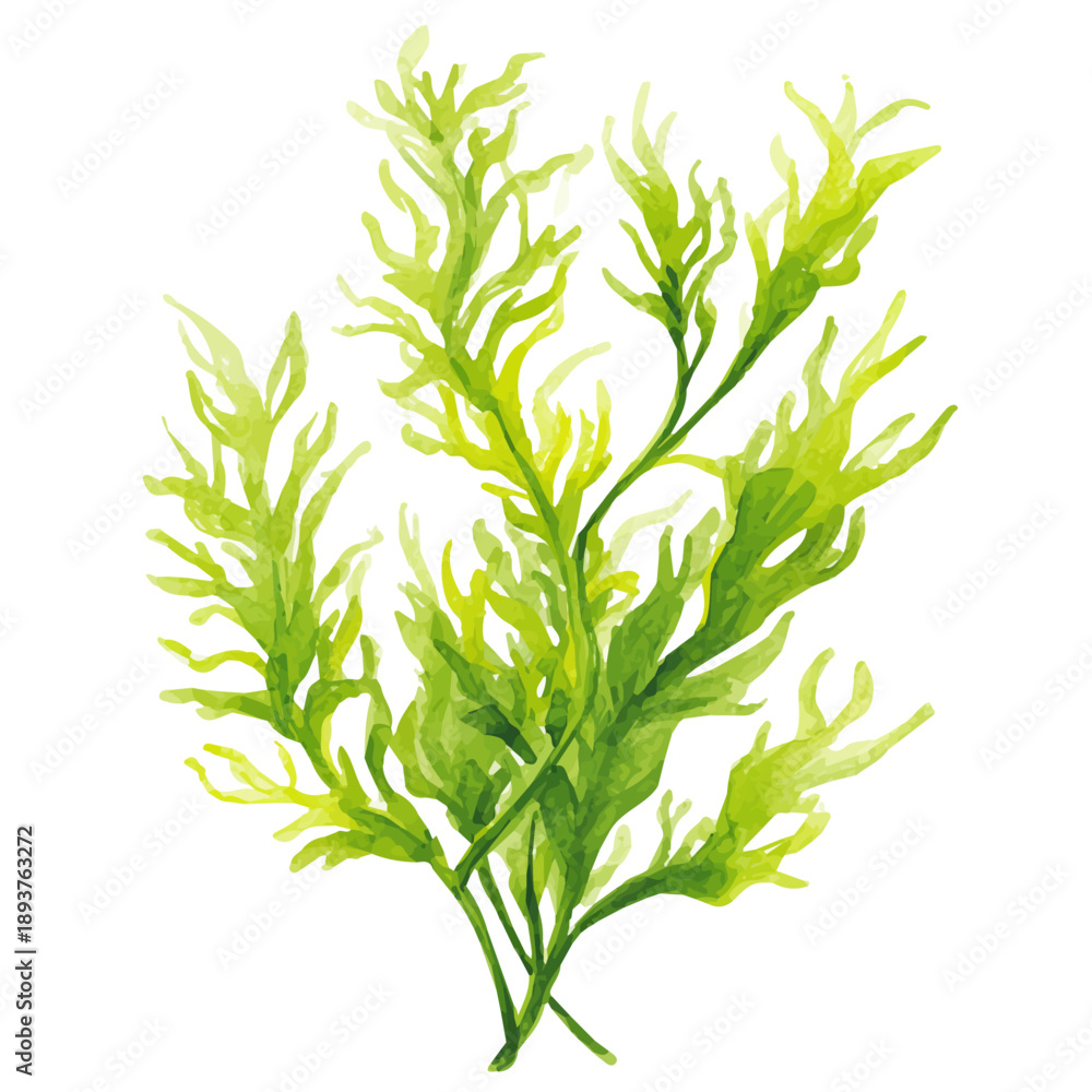 Fototapeta premium Stylized watercolor Elodea vector, modern artistic illustration with high-quality details on a pure white background.