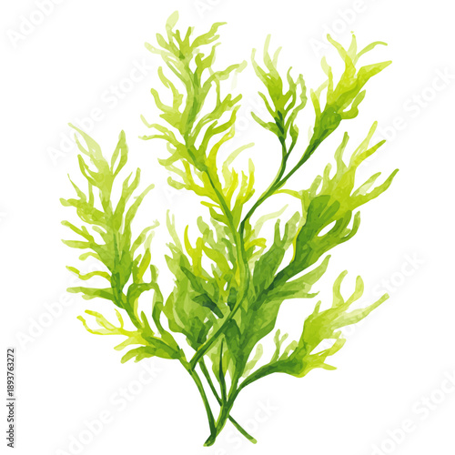 Stylized watercolor Elodea vector, modern artistic illustration with high-quality details on a pure white background.