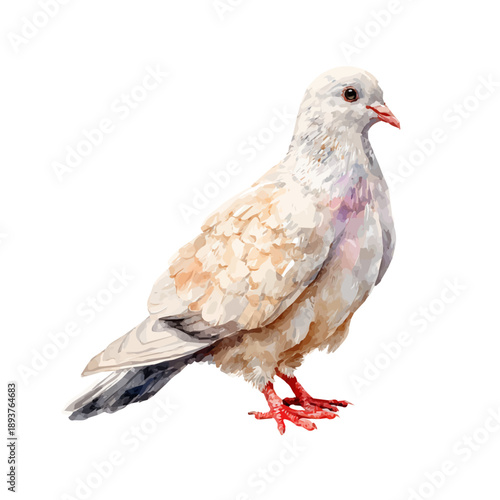 Dove watercolor vector illustration, high-quality artwork isolated on a pure white background.