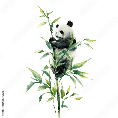 Panda Plant watercolor vector illustration, high-quality artwork isolated on a pure white background.