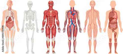Human anatomy illustration set showing skeletal, muscular, circulatory, nervous, and digestive systems with full body medical diagrams for education and healthcare design