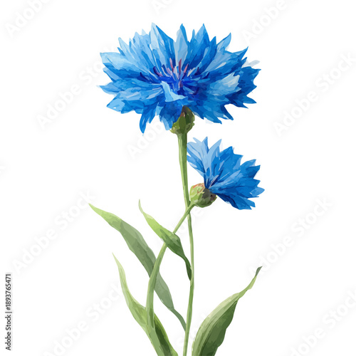 Watercolor Cornflower Bachelors Button vector, artistic painting style, high-resolution illustration on a pure white background.