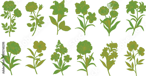Set of green plants and leaves on white background