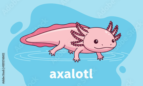 Cute Pink Axolotl Floating in Blue Water Background – Vector Illustration