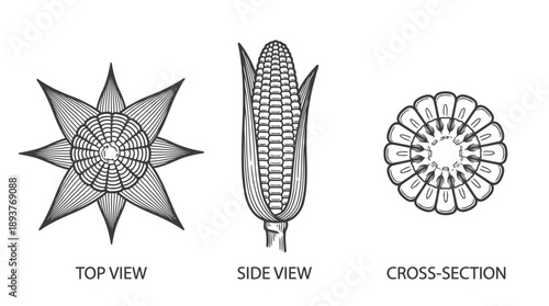 Corn Top View, Side View, Cross-Section, Detailed Diagrams
