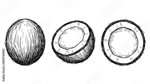 Sketch of Coconut, Whole and Halved Fruit, Botanical Illustration in Nature Environment