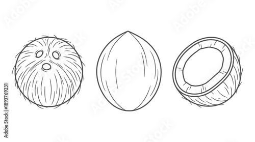 Illustration of Coconuts, Almonds, and Nuts on White Background for Food and Nature Concept