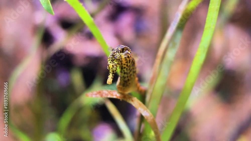 Wallpaper Mural Seahorse gracefully navigating aquatic plants with vibrant colors and intricate details Torontodigital.ca