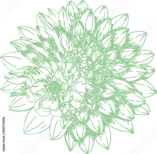 Abstract floral vector background with flowers leaves and nature elements