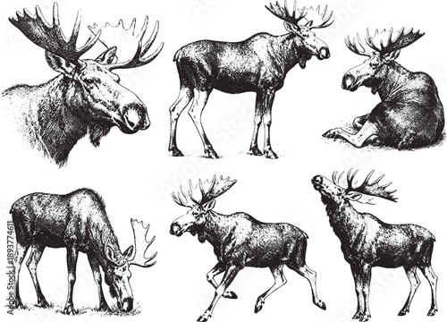 Hand drawn Moose illustration line set poses, detailed sketch vintage ink style