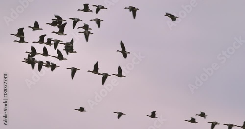 flock of geese (greater white-fronted goose ) flying  in the sky