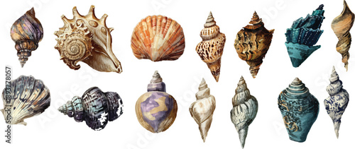 collection of different kinds of shells