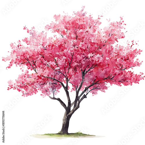 Cherry Tree watercolor drawing vector, premium quality illustration on a clean white background.