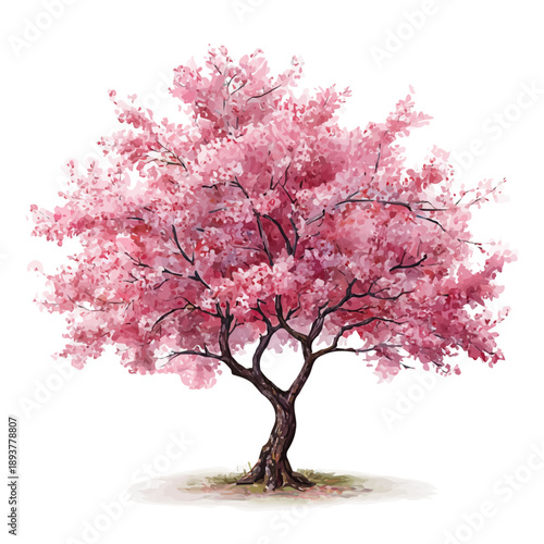Watercolor Japanese Cherry Blossom Tree vector, artistic painting style, high-resolution illustration on a pure white background.