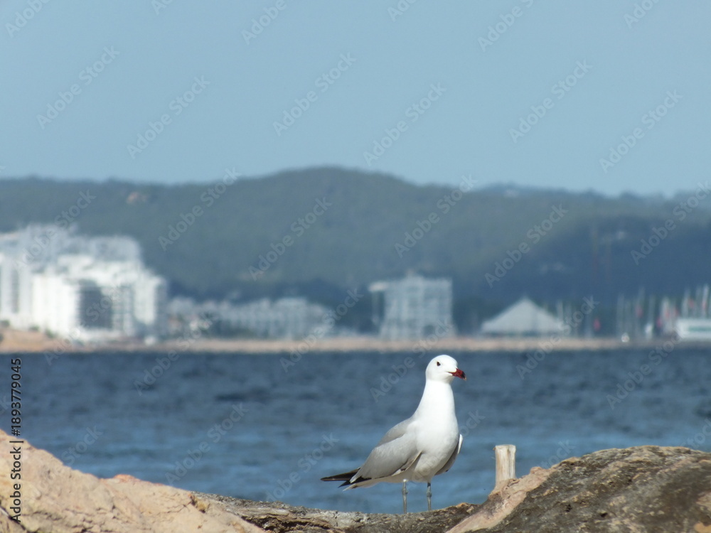 Fototapeta premium Seagull gull portrait with coastal city and mountain backdrop