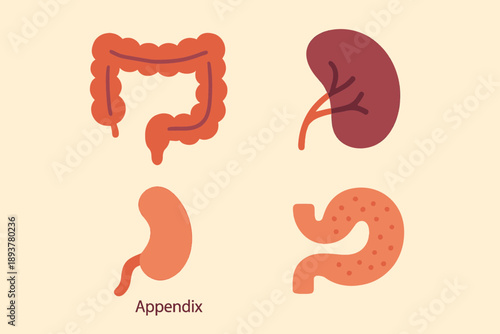 Human Organs Illustration Colon Spleen Appendix and Stomach.