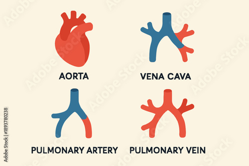Human Cardiovascular System Aorta Vena Cava Pulmonary Artery and Vein.
