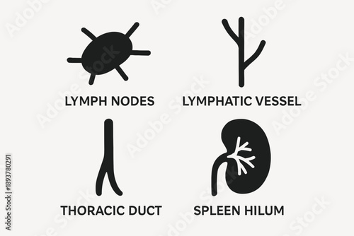 Lymphatic System Components Nodes Vessels Duct and Spleen Hilum.