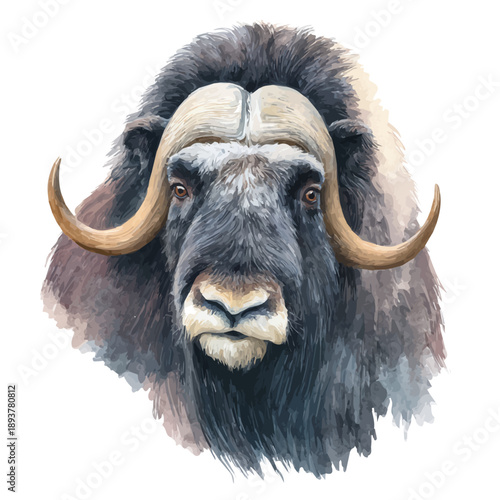 Musk Ox watercolor vector, hand-painted style, high-quality illustration isolated on white background.