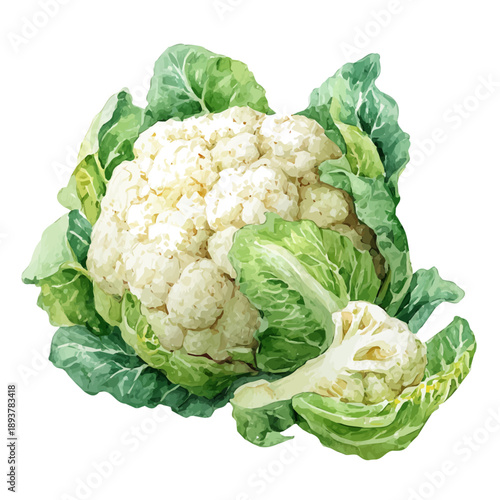 Watercolor painting of Cauliflower, detailed and artistic vector illustration on a white background.