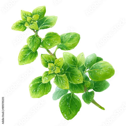 Oregano watercolor vector illustration, high-quality artwork isolated on a pure white background.