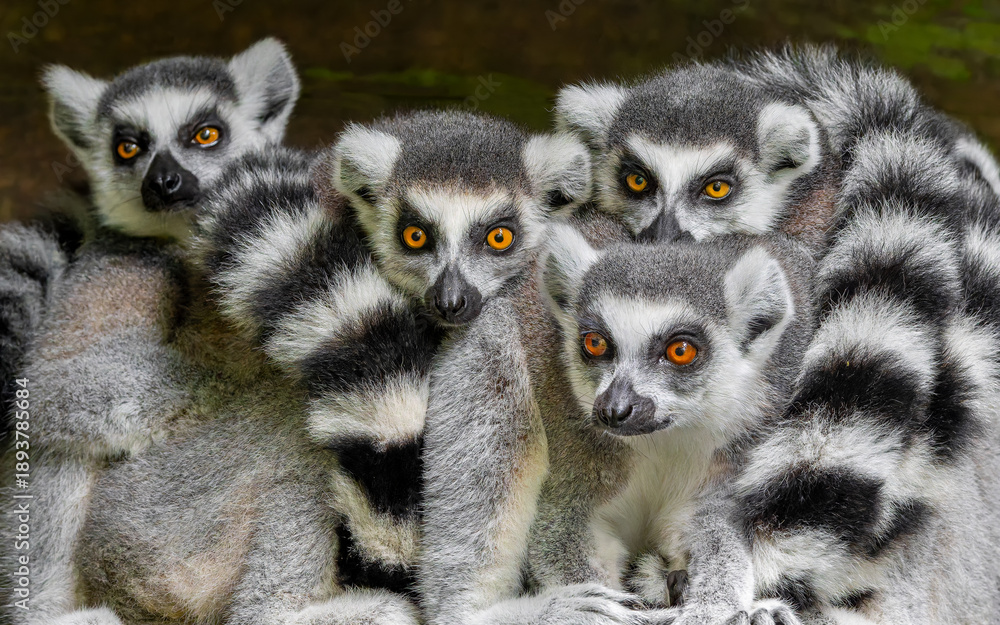 Fototapeta premium Group of Ring-tailed lemur (Lemur catta) - frontal close-up view 