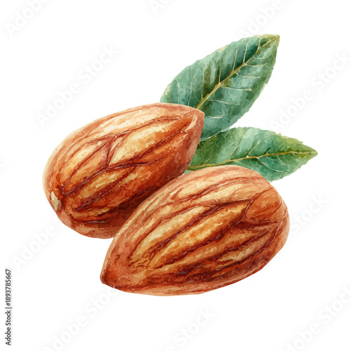 Photos Almond watercolor vector, hand-painted style, high-quality illustration isolated on white background
