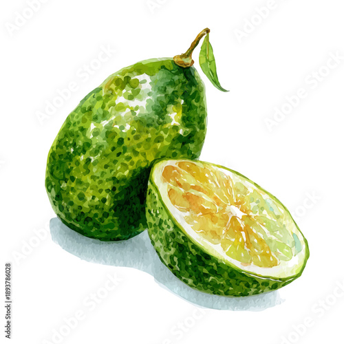 Finger Lime watercolor vector illustration, high-quality artwork isolated on a pure white background.