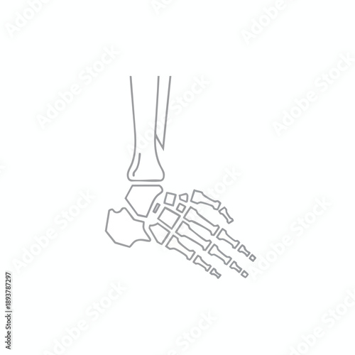X ray of Human Foot Bones