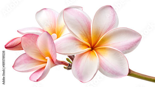 Beautiful pink and white frangipani flowers with delicate petals and vibrant yellow centers isolated on transparent background transparent background