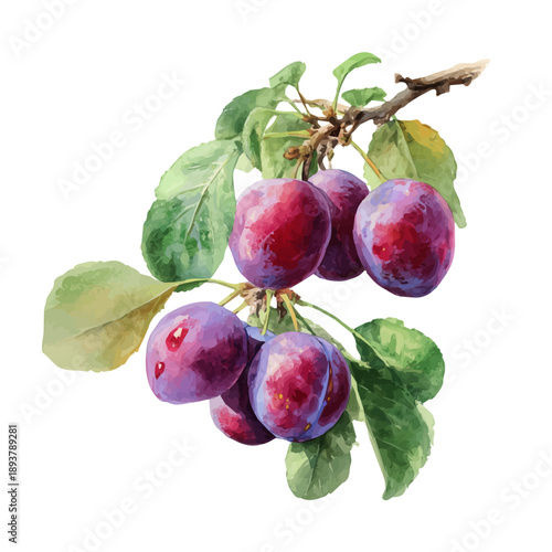 Watercolor Plum Tree vector, artistic painting style, high-resolution illustration on a pure white background.