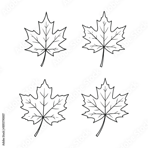 Collection of four maple leaves Vector