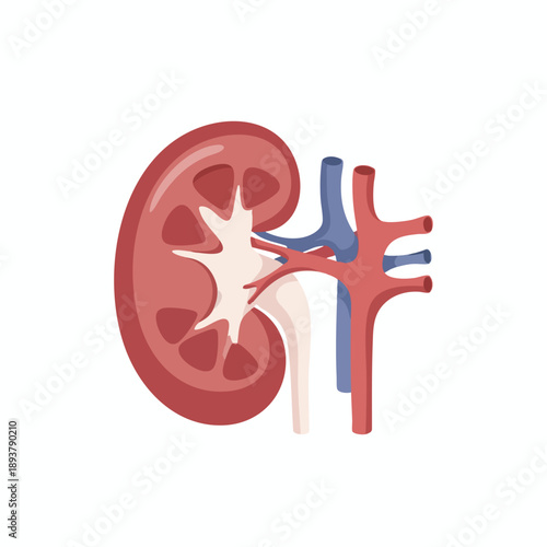 Detailed Anatomy of Human Kidney Illustration
