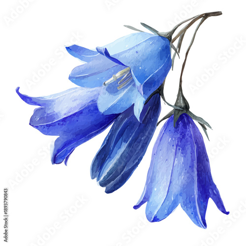 Bluebell watercolor drawing vector, premium quality illustration on a clean white background.