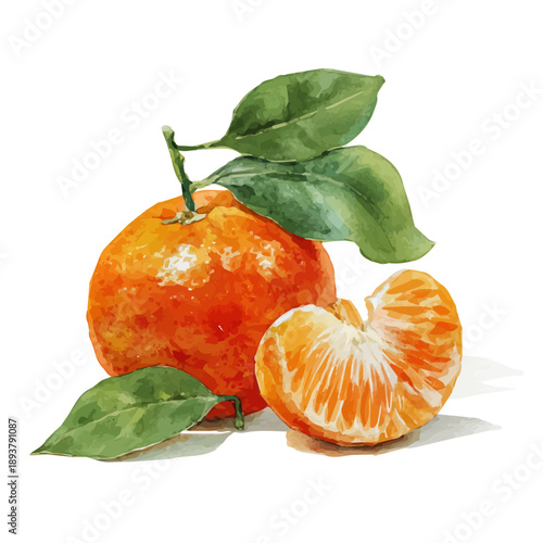 Tangerine watercolor artwork, high-quality professional vector illustration isolated on a white background.