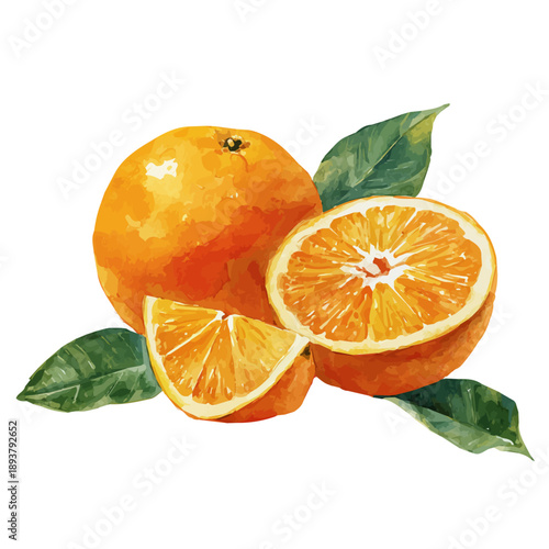 Bitter Orange watercolor drawing vector, premium quality illustration on a clean white background.