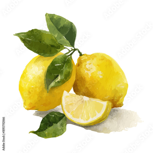 Stylized watercolor Lemon Water vector, modern artistic illustration with high-quality details on a pure white background.