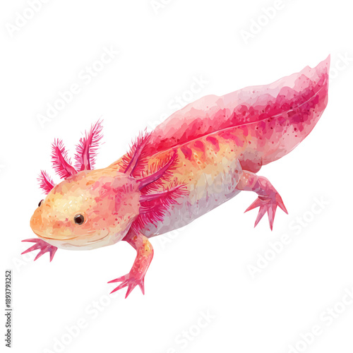 Axolotl watercolor vector, hand-painted style, high-quality illustration isolated on white background.