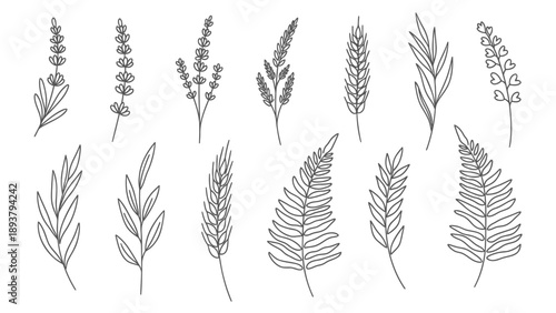 Various types of wheat oats and lavender plants illustrated in a simple line drawing style on a white background