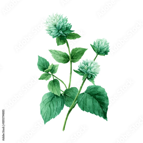 Watercolor Wild Mint vector, artistic painting style, high-resolution illustration on a pure white background.