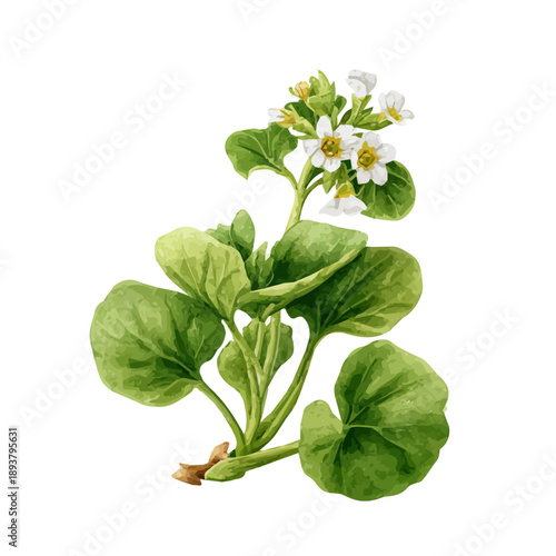 Brahmi watercolor vector illustration, high-quality artwork isolated on a pure white background.