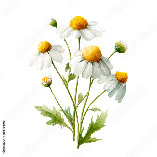 Chamomile watercolor vector illustration, high-quality artwork isolated on a pure white background.