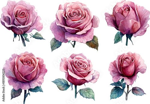 set of roses vector illustration