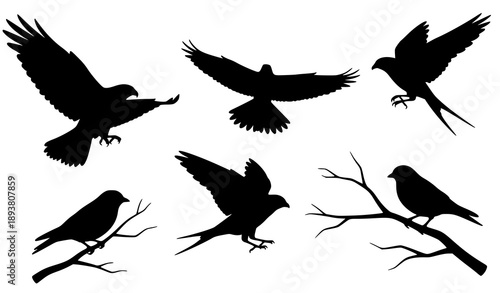 Collection of bird silhouettes in various flying and perched poses flat vector illustration isolated on white