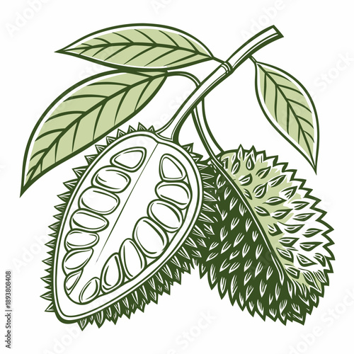 Cross section of durian fruit